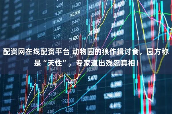 配资网在线配资平台 动物园的狼作揖讨食，园方称是“天性”，专家道出残忍真相！